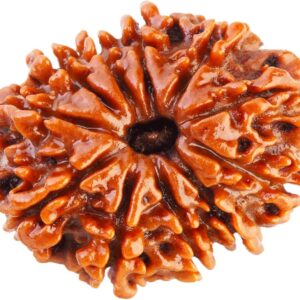 11 Mukhi Rudraksha bead – Natural, and Energized for Strength & Wisdom