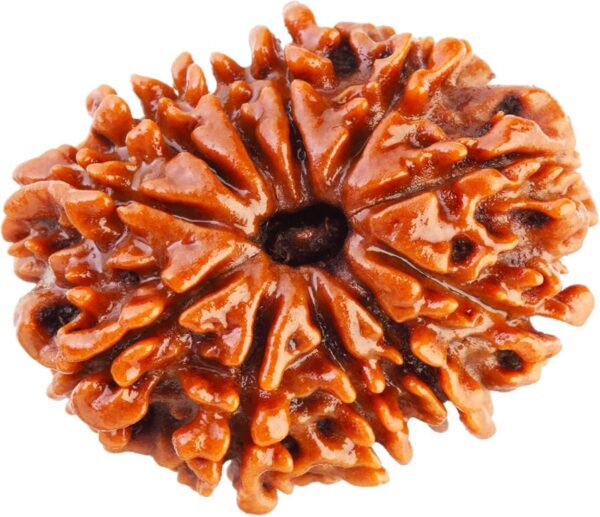 Natural 11 Mukhi Rudraksha (Eleven Faced) 11 Mukhi Rudraksha bead – Natural, and Energized for Strength & Wisdom