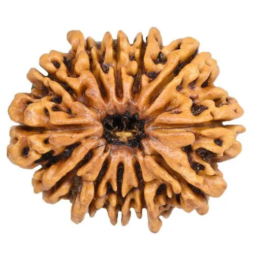 12 Mukhi Rudraksha bead – Natural, and Energized for Leadership & Success