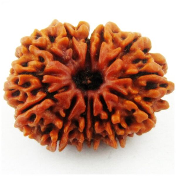 13 Mukhi Rudraksha bead – Natural, and Energized for Wealth & Success