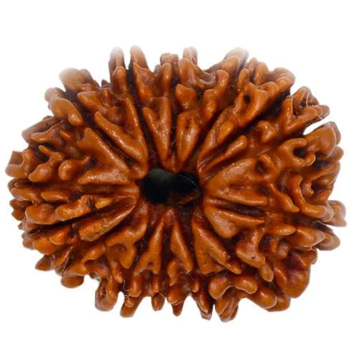 14 Mukhi Rudraksha bead – Natural, and Energized for Protection & Success