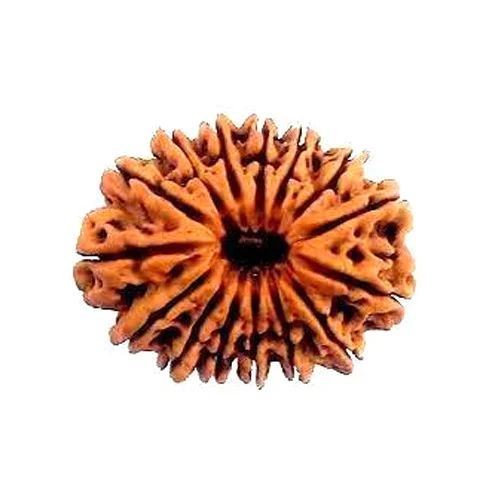15 Mukhi Rudraksha bead – Natural, and Energized for Clarity & Focus