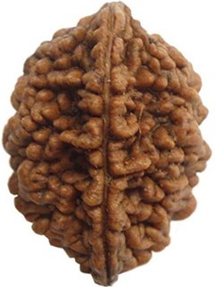 Natural 2 Mukhi Rudraksha Two Faced