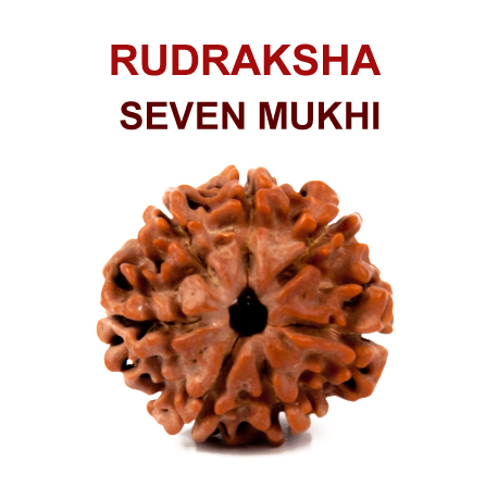 Natural 7 Mukhi Rudraksha (Seven Faced) 7 Mukhi Rudraksha bead – Natural, and Energized for Wealth & Protection