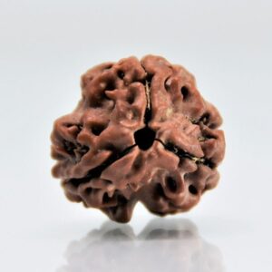 Three Faced Rudraksha bead – Natural, and Energized for Spiritual & Personal Growth