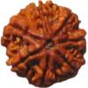 Natural 7 Mukhi Rudraksha (Seven Faced) 7 Mukhi Rudraksha