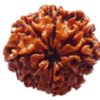 Natural 7 Mukhi Rudraksha (Seven Faced) Natural 7 Mukhi Rudraksha (Seven Faced)