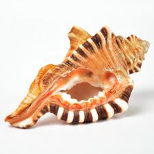 Ganesh Shankh (Conch Shell)