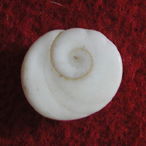 gomati chakra