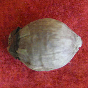 Laghu Nariyal (Small Coconut)