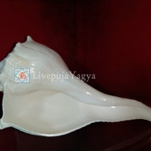 Buy Original Dakshinavarti Shankh | For Puja Purpose