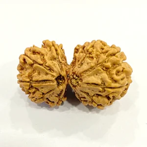 Certified Natural Gauri Shankar Rudraksha – Sacred Bead for Love, Harmony & Spiritual Growth